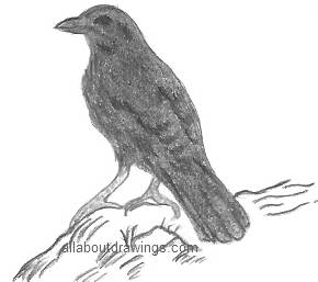 290x257 Magical Drawings Of Ravens - Sketches Of Ravens