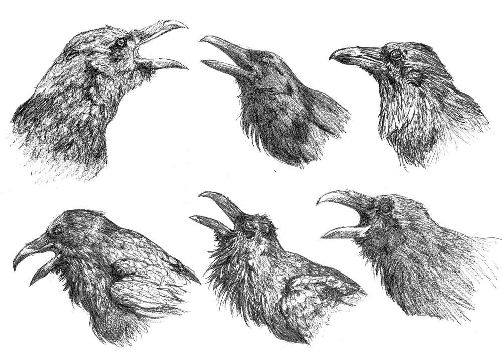 1000x722 Raven Conspiracy Tina Furesz Illustration Amp Design - Sketches Of Ravens