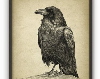 340x270 Raven Drawing Etsy - Sketches Of Ravens