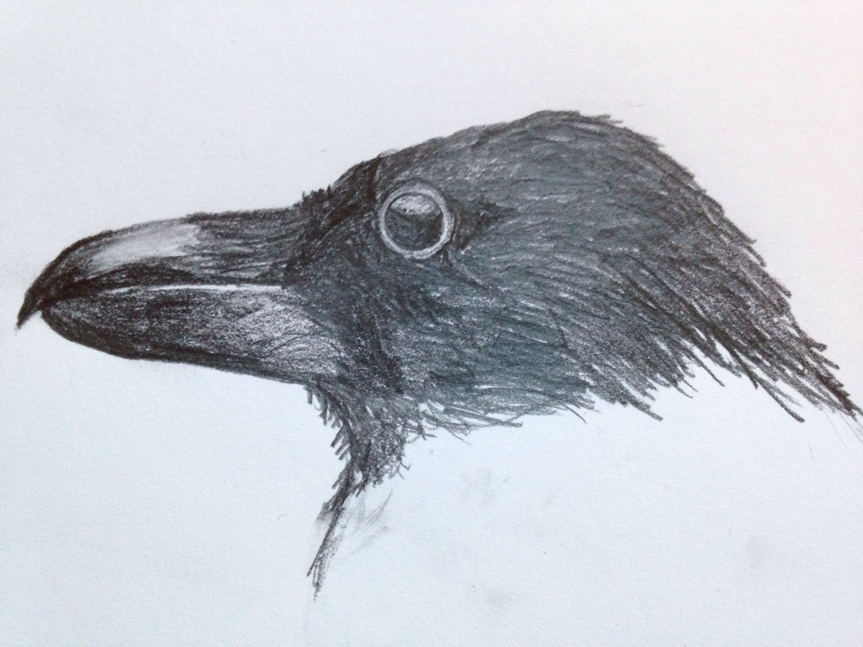 3264x2448 Sketch Of A Raven. I Made These Ravens - Sketches Of Ravens