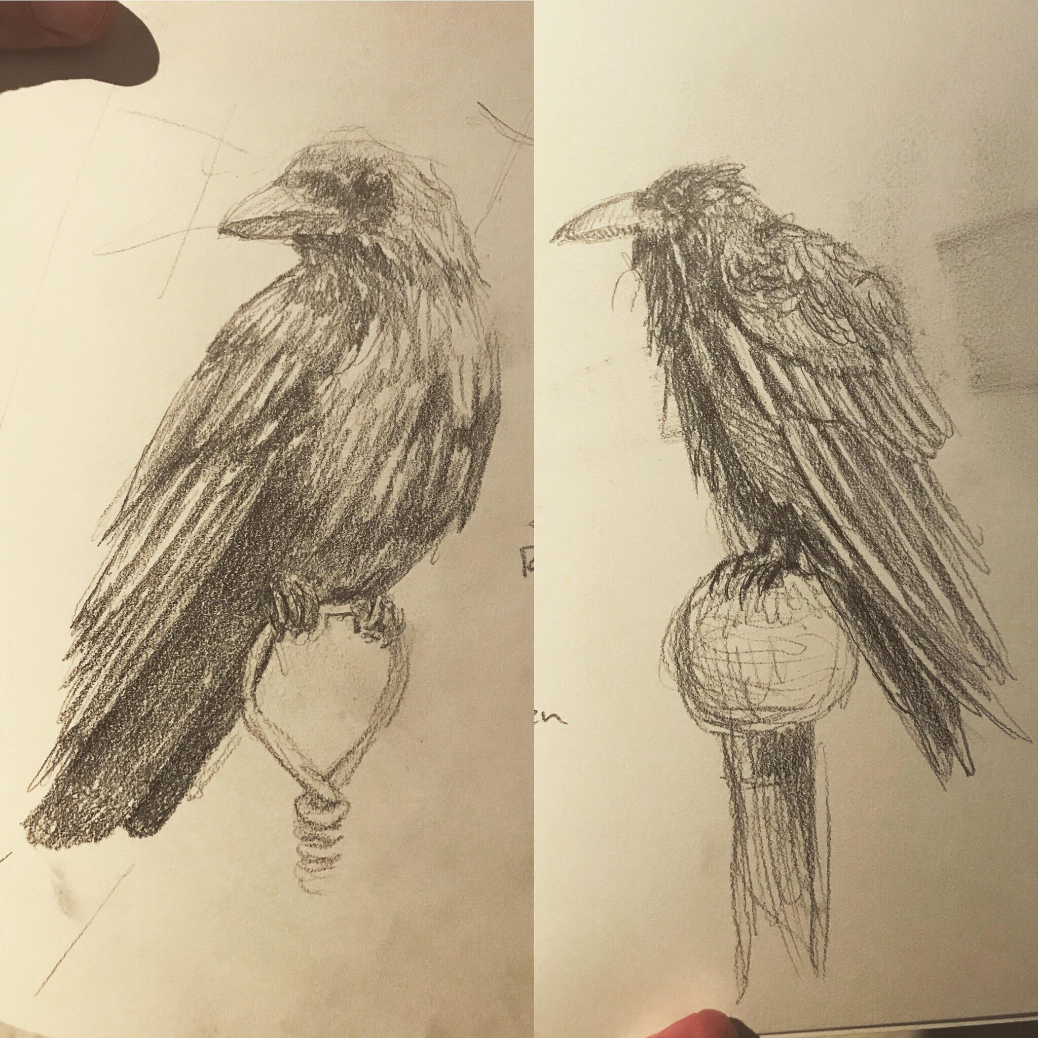Sketches Of Ravens at Explore collection of