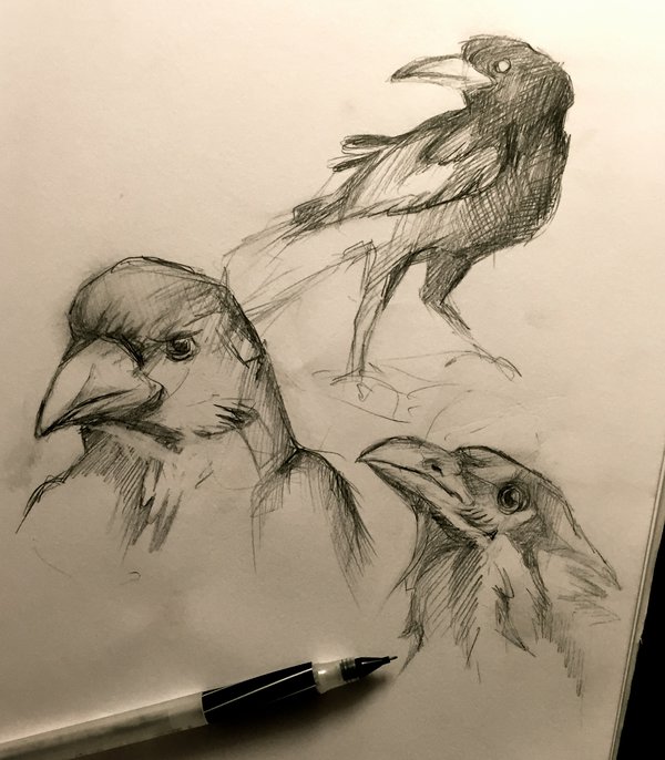 600x686 95 Crow And Raven Sketches By Lucky978 - Sketches Of Ravens