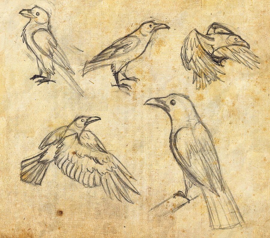 900x793 Raven Sketches By Painted Shadow - Sketches Of Ravens