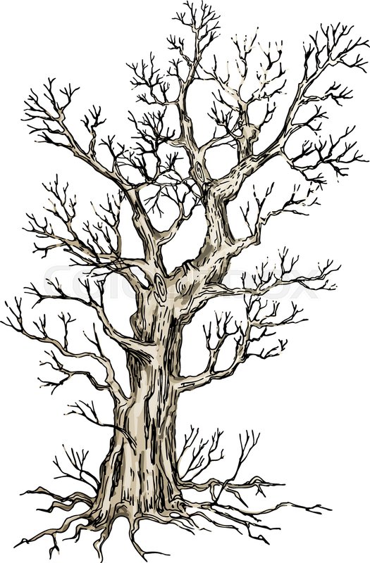 Tree Without Leaves Sketch At PaintingValley Com Explore Collection Of Tree Without Leaves Sketch