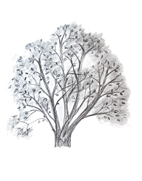 540x690 How To Draw A Tree - Sketches Of Trees Without Leaves