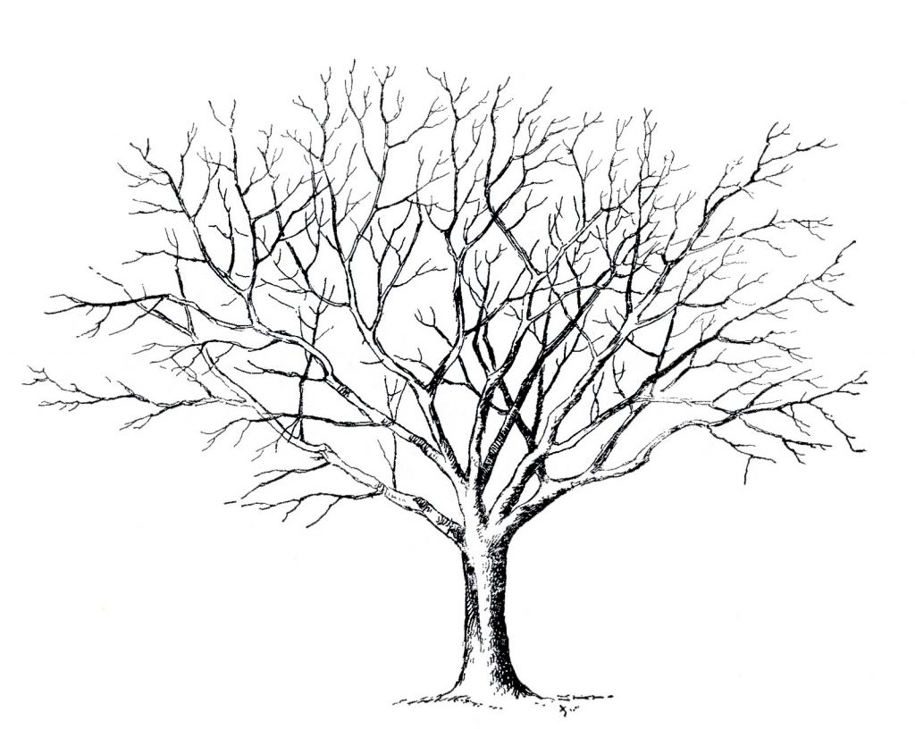 1024x816 Image Result For Drawing Of Tree Without Leaves Things To Try - Sketches Of Trees Without Leaves