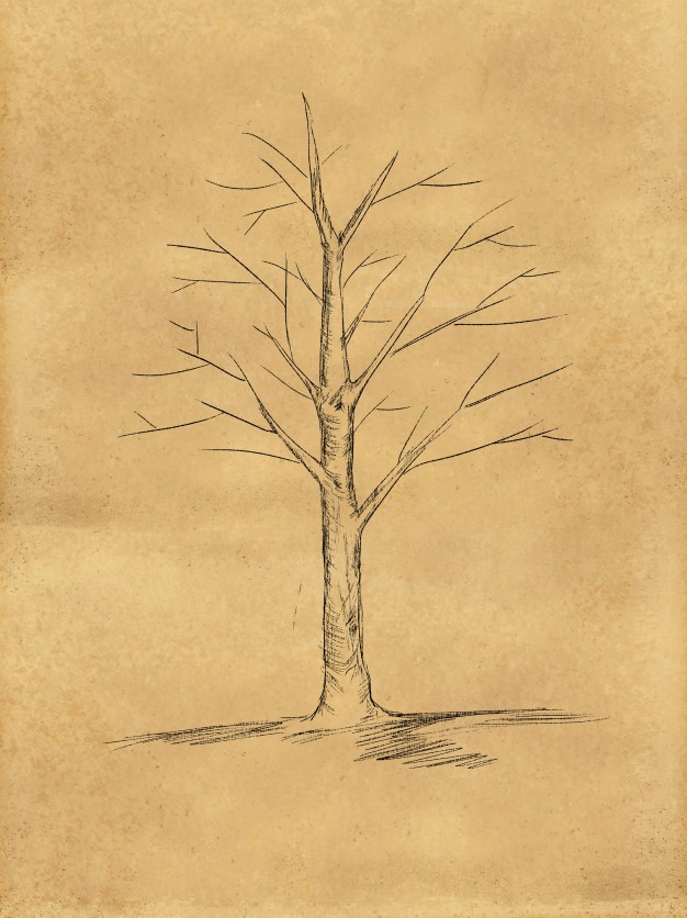 626x836 Tree Sketch Without Leaves On Paper Photo Free Download - Sketches Of Trees Without Leaves