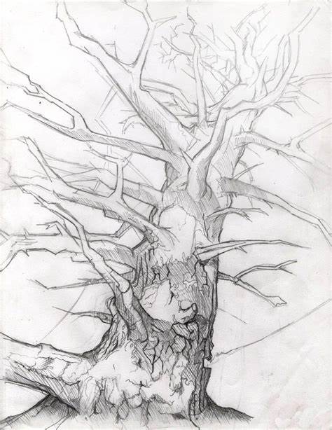 474x614 Tree Without Leaves Drawing. How To Draw Tree Without Leaves - Sketches Of Trees Without Leaves