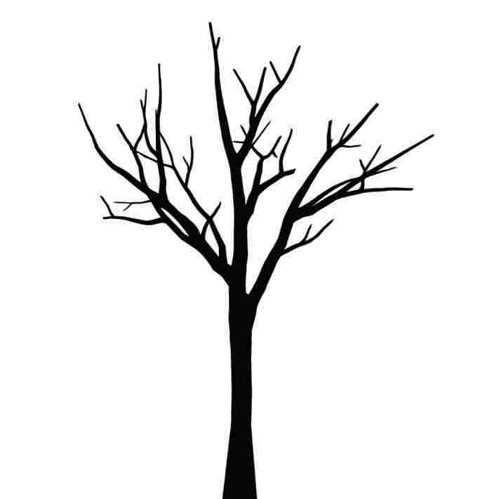 711x711 Drawing Tree Without Leaves Wall Sticker Designs And Ideas - Sketches Of Trees Without Leaves