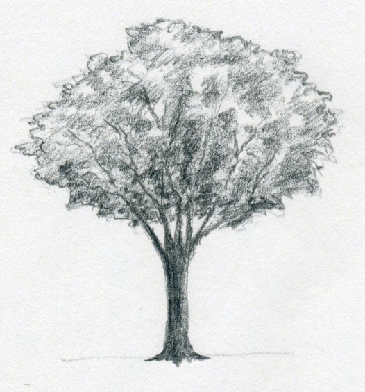 526x564 Draw A Tree Simply And Easily - Sketches Of Trees Without Leaves