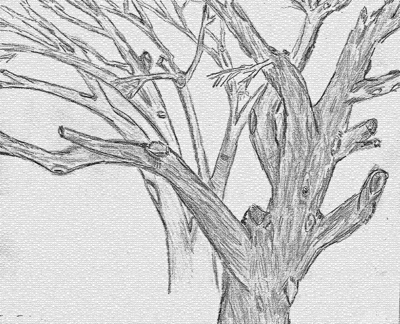 1600x1298 Drawing Sketch Of A Tree Without Leaves Pencil Sketch Of Tree - Sketches Of Trees Without Leaves