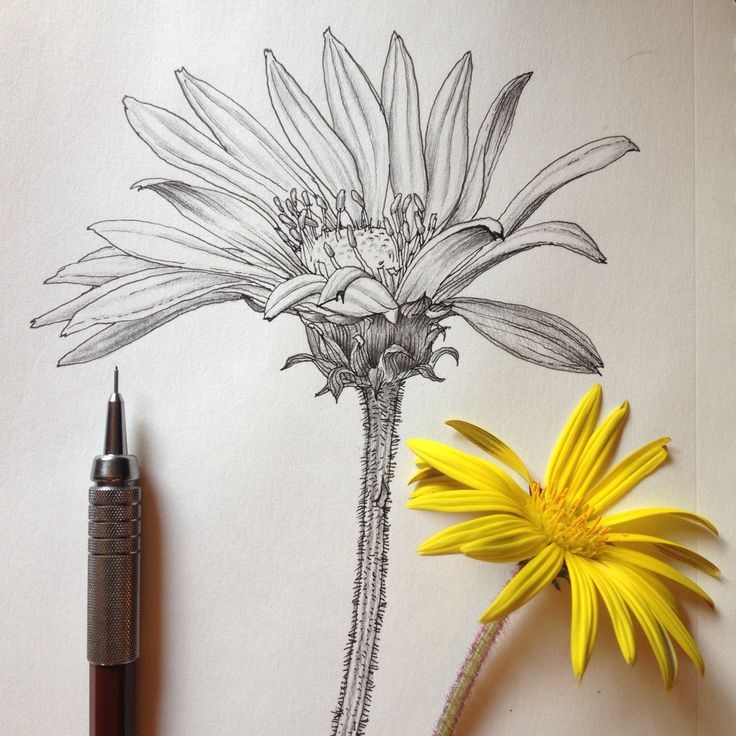 736x736 Flower Sketch Ideas Luxury 25 Best Ideas About Flower Sketches On - Sketches Pinterest