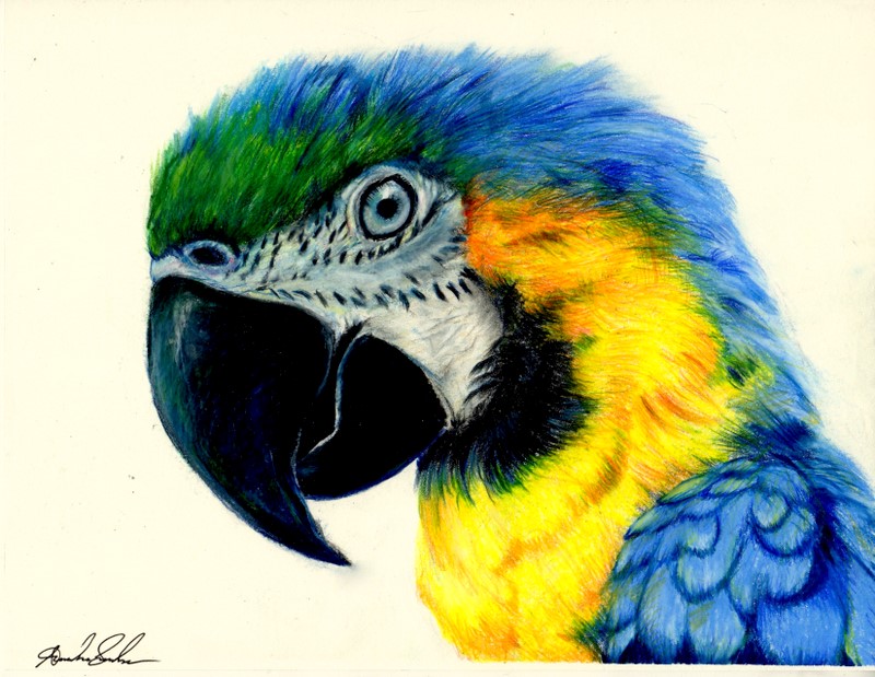800x619 Color Drawing, Pencil, Sketch, Colorful, Realistic Art Images - Sketching Colored Pencils