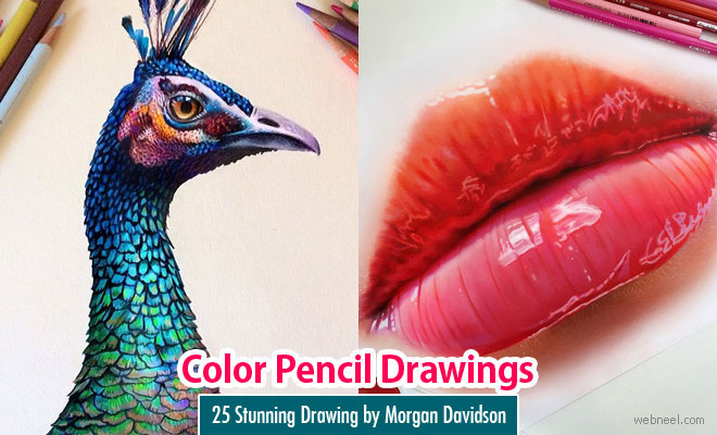 660x400 25 Stunning And Realistic Color Pencil Drawings By Morgan Davidson - Sketching Colored Pencils
