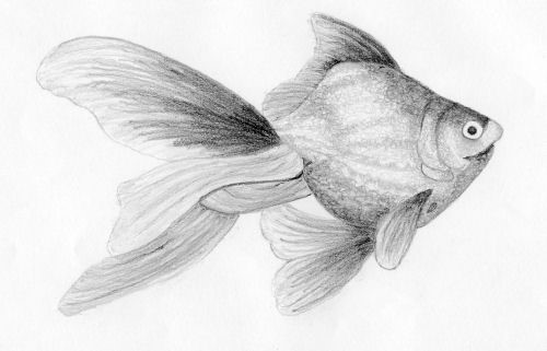 500x321 Lets Draw Pencil Drawing Course - Sketching Lessons For Beginners