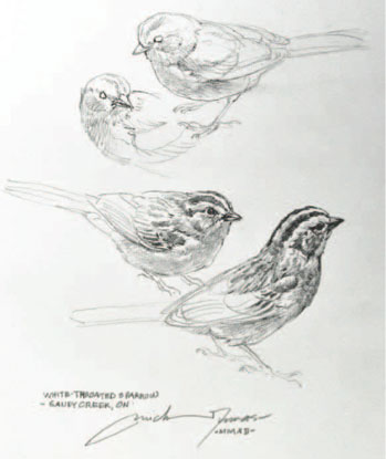 349x415 Tips For Sketching Animals, How To Draw Animals - Sketching Tips