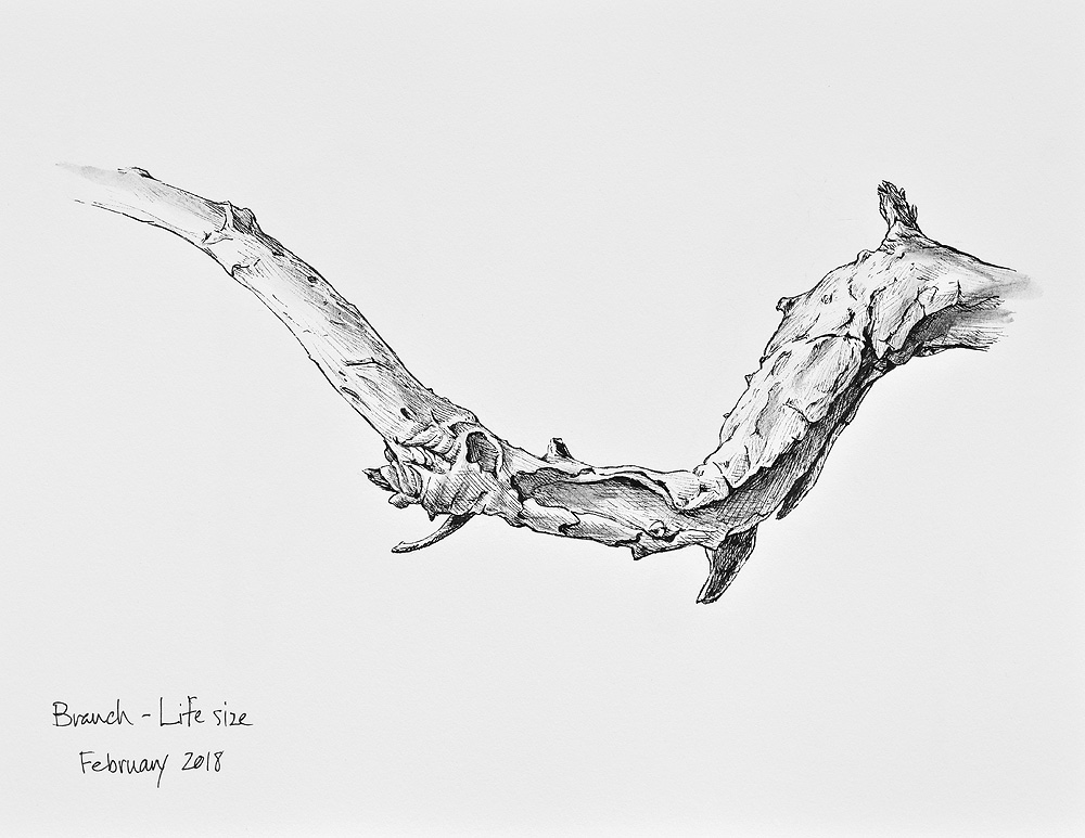 1000x773 5 Tree Sketching Tips Alan Li - Sketching Tips