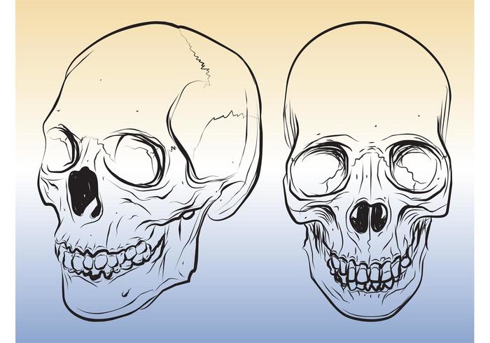 700x490 Skull Sketches - Skull And Crossbones Sketch