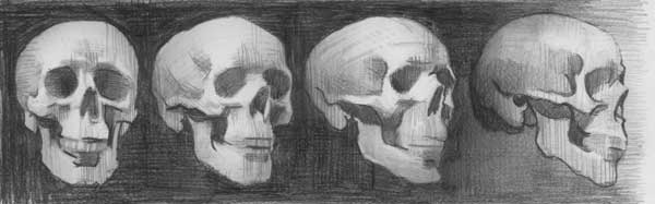 600x187 Understanding Anatomy The Skull - Skull Art Sketch