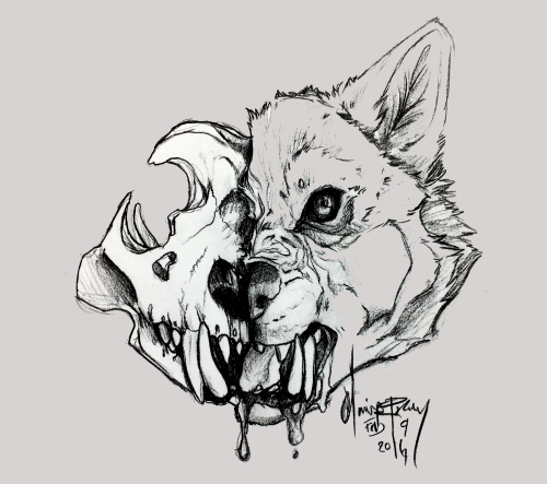 500x443 Wolf Skull Sketch Tumblr - Skull Art Sketch