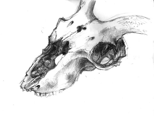 510x385 That Skull Again - Skull Pencil Sketch