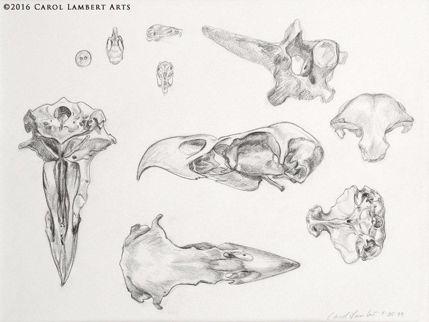 856x643 Drawing Skulls, Animal And Human - Skull Sketch Art