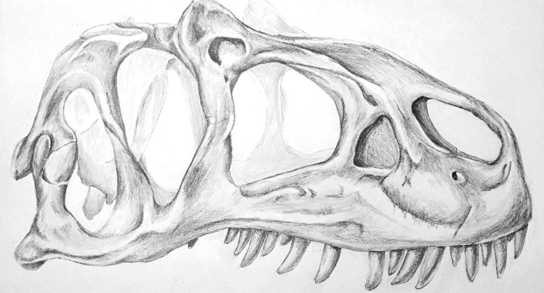 780x420 The Art And Details Of Scientific Illustration Natural History - Skull Sketch Art