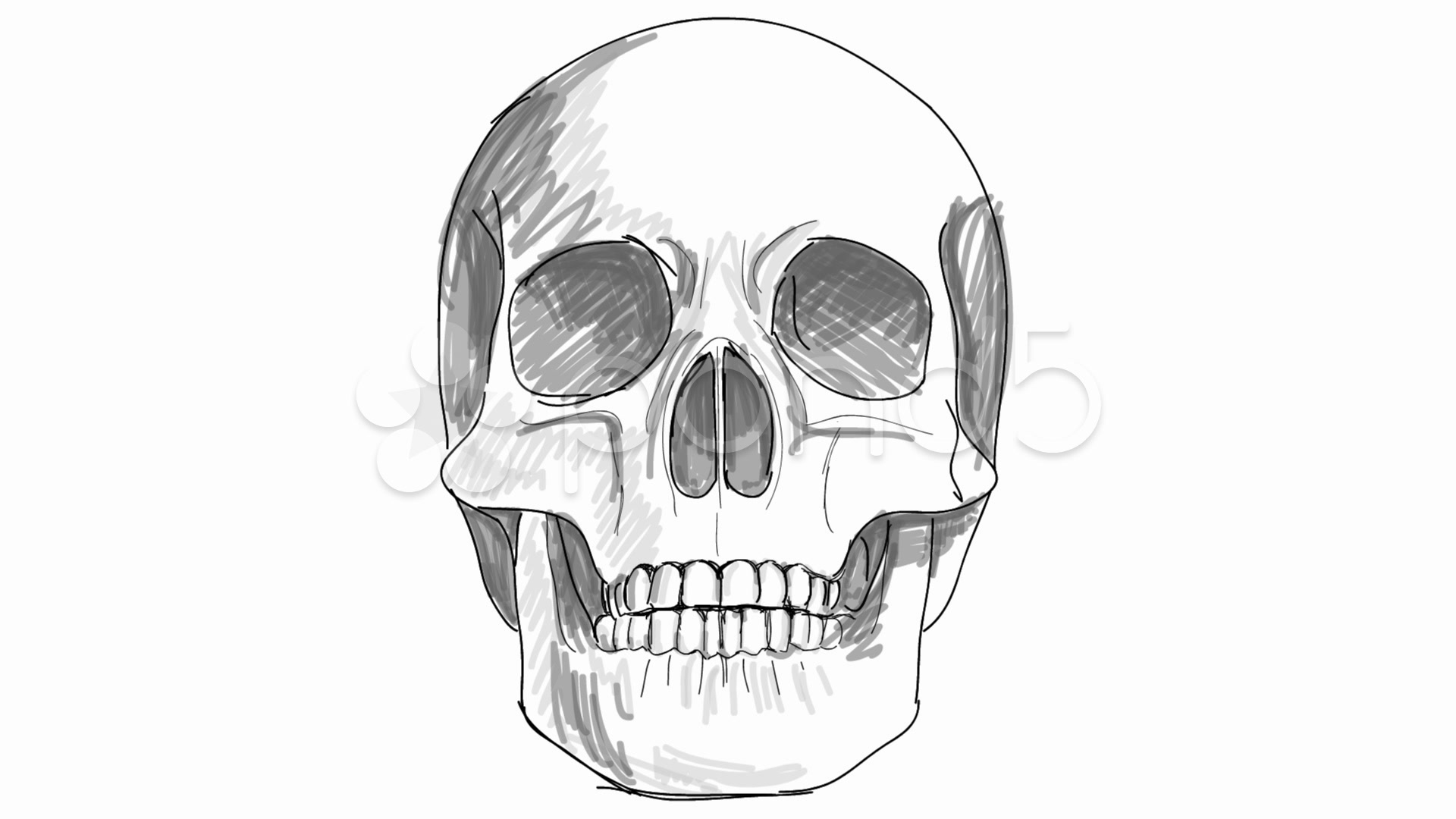 1920x1080 Skull Sketch ~ Video Clip Royalty Free - Skull Sketch Images