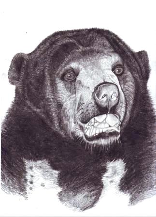 323x448 Night Sky Pencil Drawing Sun Bear Drawing Pencil On Paper By - Sky Pencil Sketch