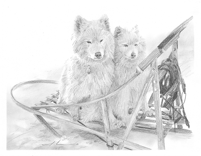 700x544 Sled Dogs Drawing By Mike Theuer Daler Rowney - Sled Sketch