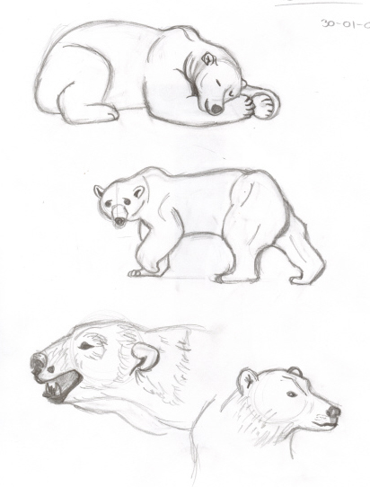 412x542 Polar Bear Sketches - Sleeping Bear Sketch