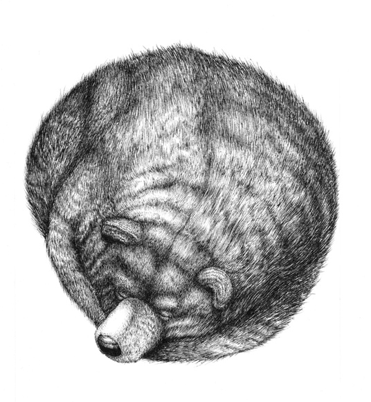 536x580 Sleeping Bear India Ink 2012 - Sleeping Bear Sketch