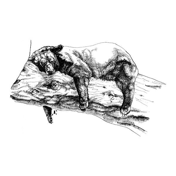 600x600 Sleeping Bear Print Cushion Cover - Sleeping Bear Sketch