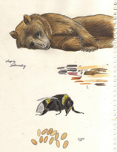 385x500 Sketch Sleeping Bear Amp Bee Sandra Dieckmann - Sleeping Bear Sketch