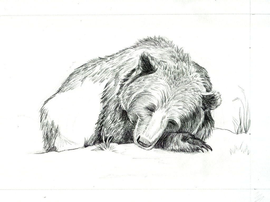 1024x766 Sleeping Bear Wip By Bookstoresue - Sleeping Bear Sketch