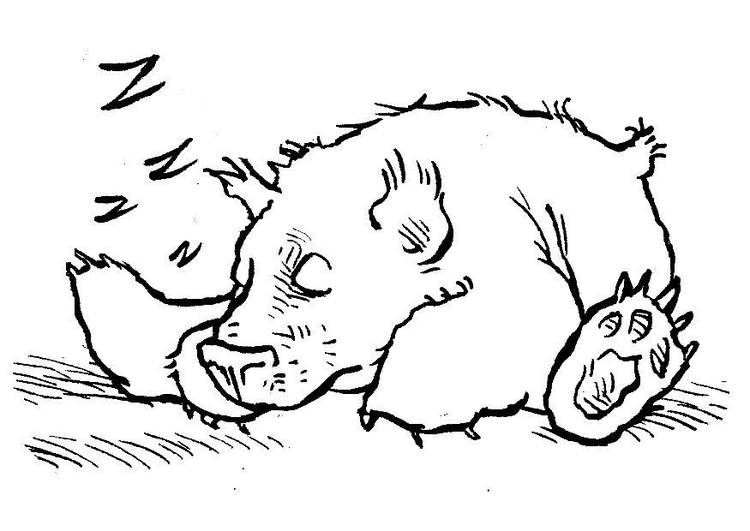 750x531 Coloring - Sleeping Bear Sketch