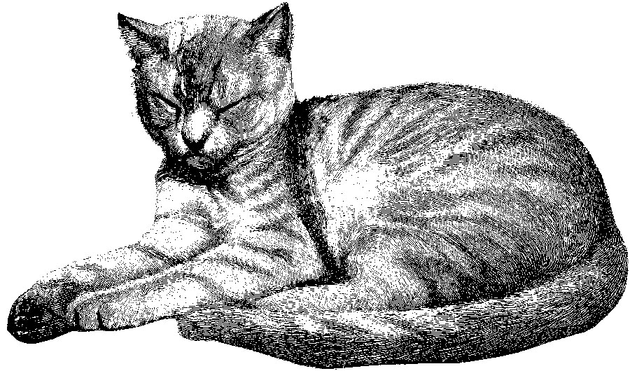 900x530 Sleep In Chapter 03 States Of Consciousness - Sleeping Cat Sketch