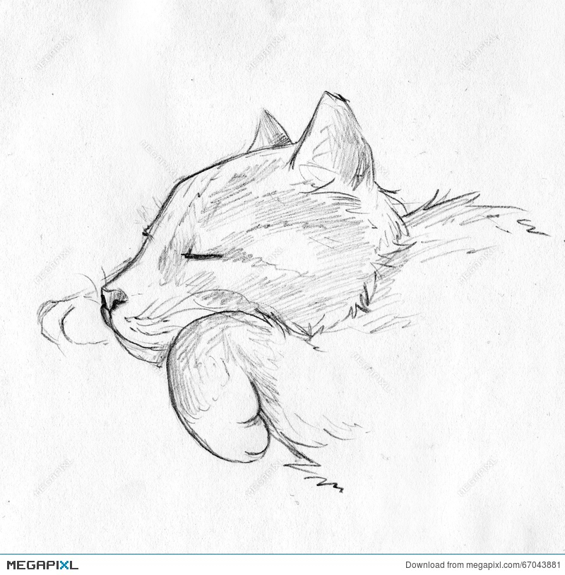 800x813 Sleeping Cat - Sleeping Cat Sketch