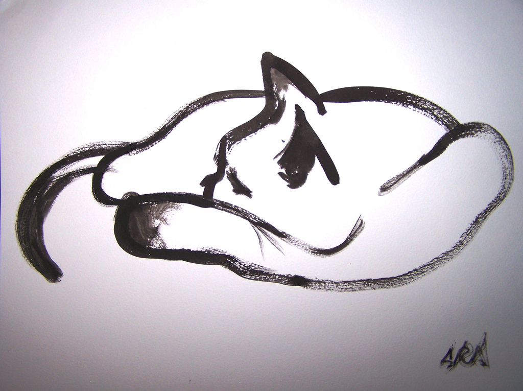 1024x765 Sleeping Cat Sketch Ink Sarah Anderson - Sleeping Cat Sketch