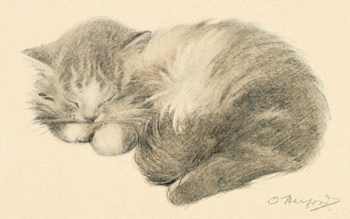 500x313 Sleeping Kitty Drawing - Sleeping Cat Sketch