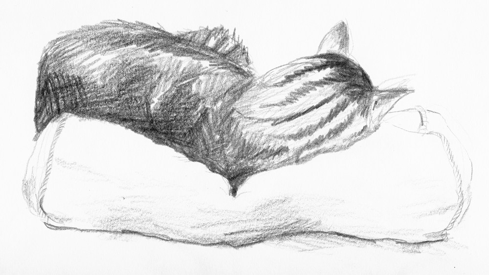 1000x563 Daily Sketch Reprise Stripes ~ The Creative Cat - Sleeping Cat Sketch
