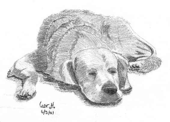 566x406 Golden Sketch - Sleeping Dog Sketch