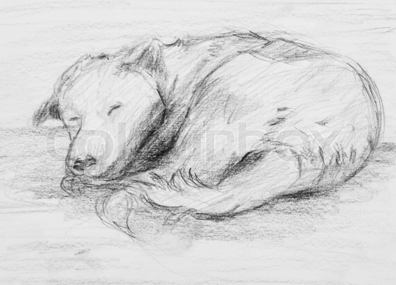 800x577 Pencil Drawing Of Dog Sleeping Stock Photo Colourbox - Sleeping Dog Sketch