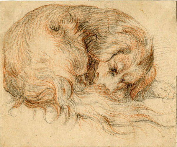 600x498 Anonymous, Sleeping Dog - Sleeping Dog Sketch