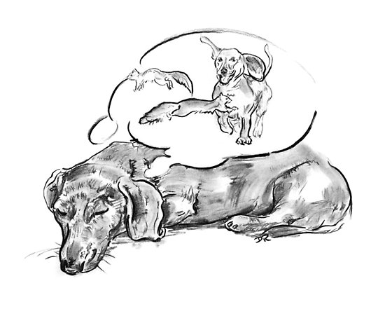550x451 Sleeping Dog - Sleeping Dog Sketch