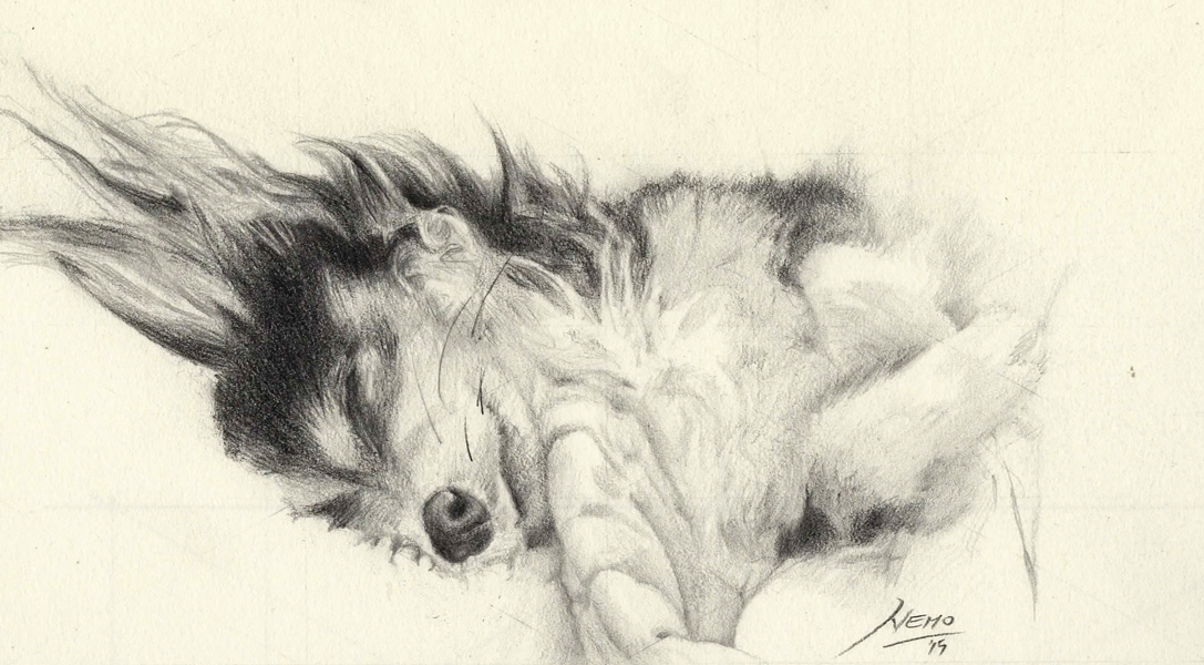 1087x600 Sleeping Dog Pencil Sketch - Sleeping Dog Sketch