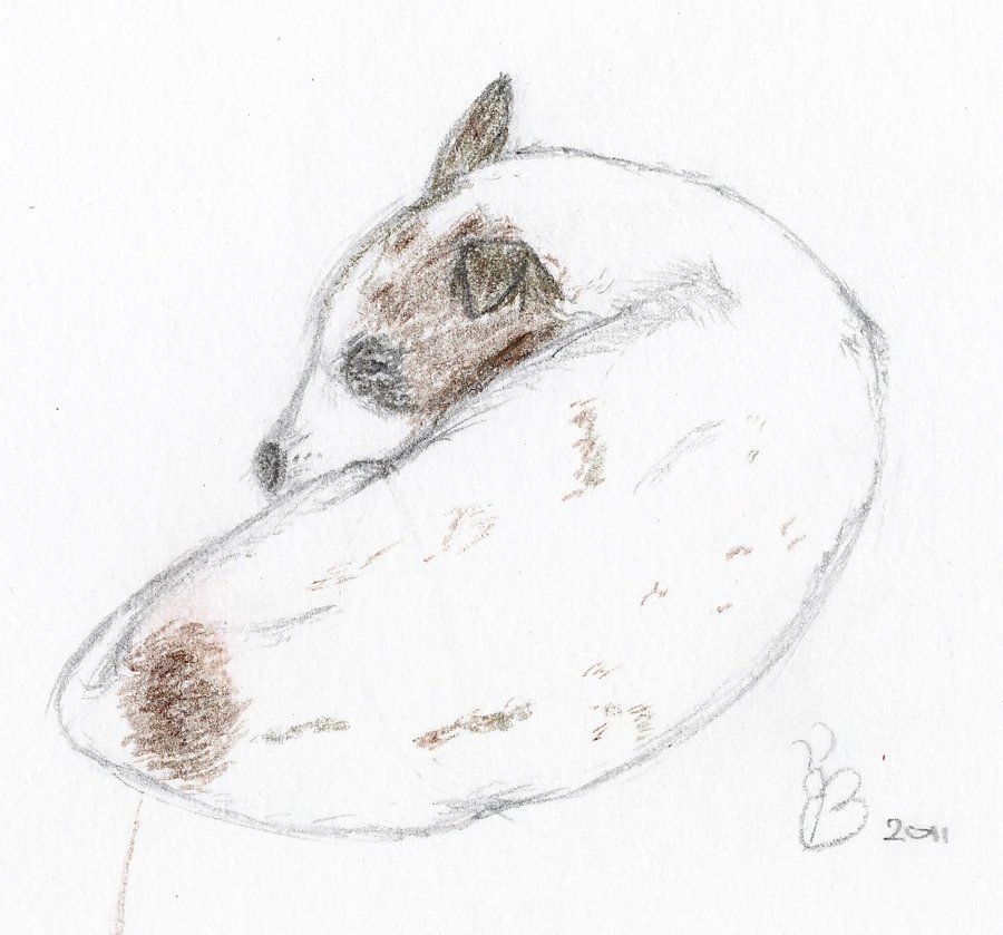 900x839 Sleeping Dog Sketch By Shade Arts - Sleeping Dog Sketch