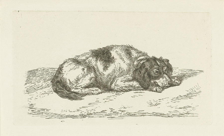900x548 Sleeping Dog With Head Resting On Front Paws Drawing By Artokoloro - Sleeping Dog Sketch