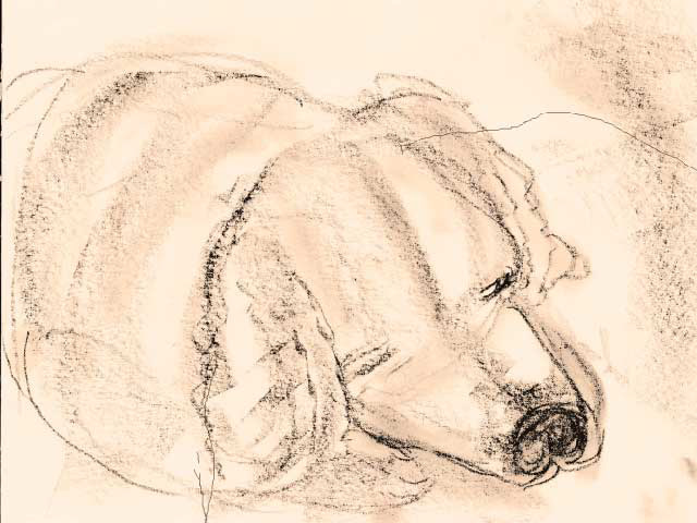 640x480 Barbara Cohen - Sleeping Dog Sketch