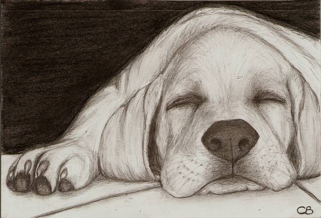650x442 Stunning Sleeping Dog Drawings And Illustrations For Sale On - Sleeping Dog Sketch